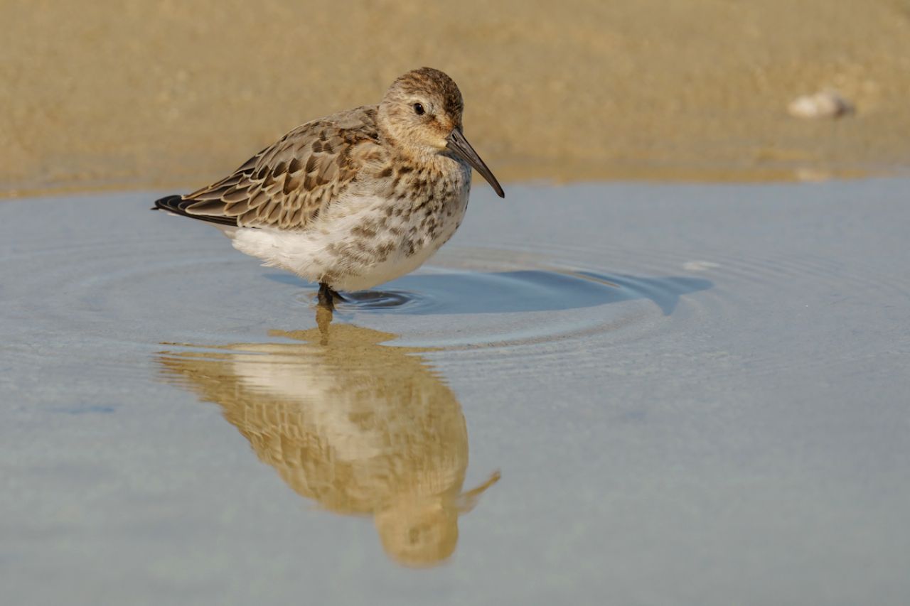 Piovanello pancianera (Calidris alpina)